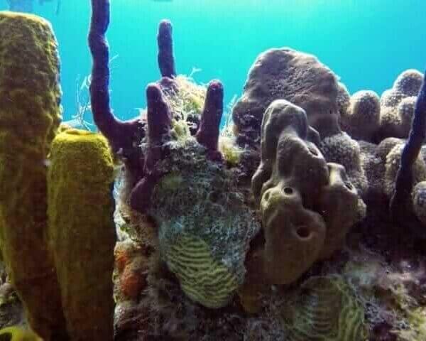 Unforgettable Tours & Transfers | Dominican Dream Vacation - Discover the Dominican Republic 2025