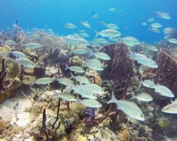 Unforgettable Tours & Transfers | Dominican Dream Vacation - Discover the Dominican Republic 2025