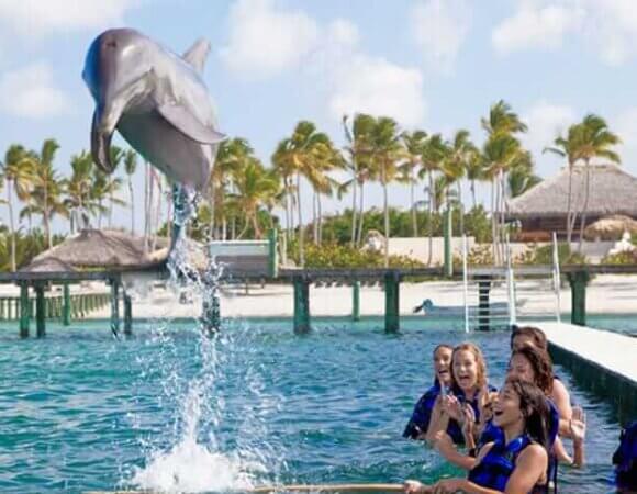 Dolphin Funtastic