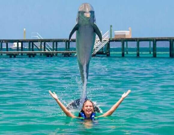 Dolphin Excellence