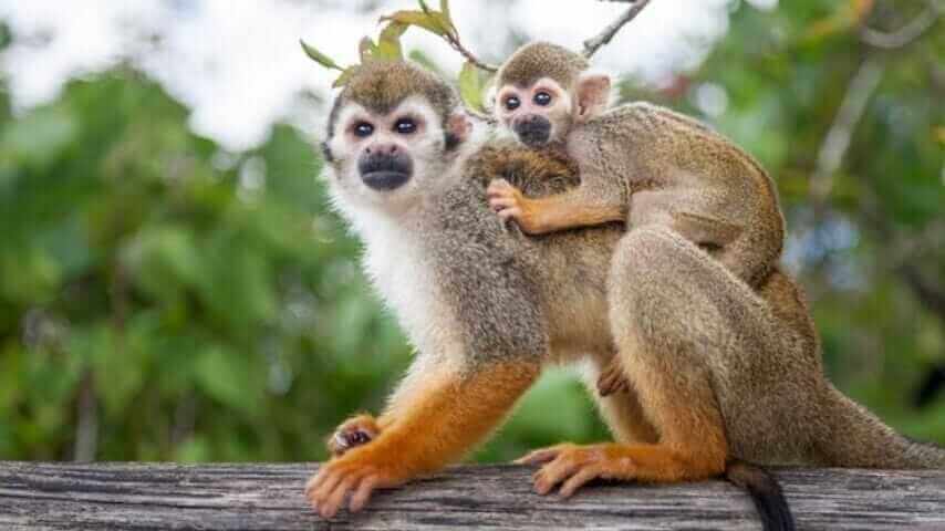 Best Full-day Tours and Adventures | Everest Tours Punta Cana