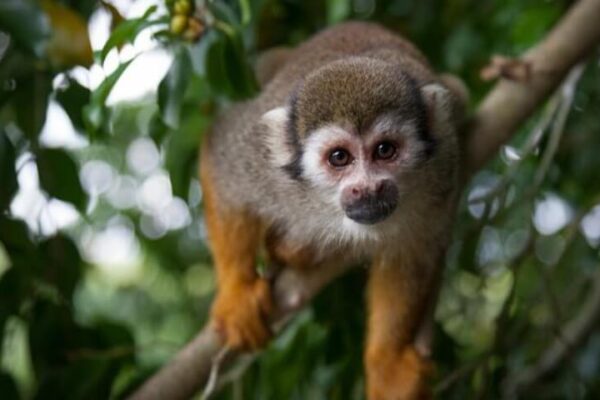 Monkeyland and Plantation