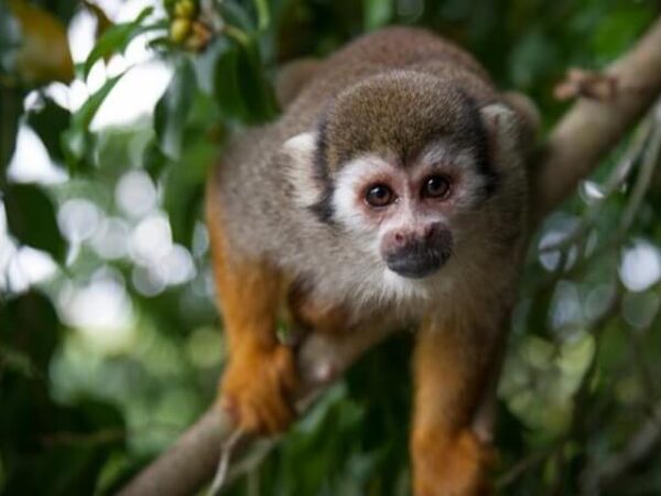 Monkeyland and Plantation