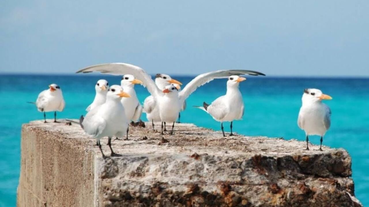 Best Full-day Tours and Adventures | Everest Tours Punta Cana